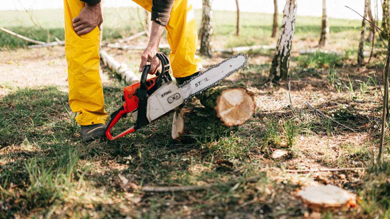 Best Large Tree Removal  in North Pole, AK